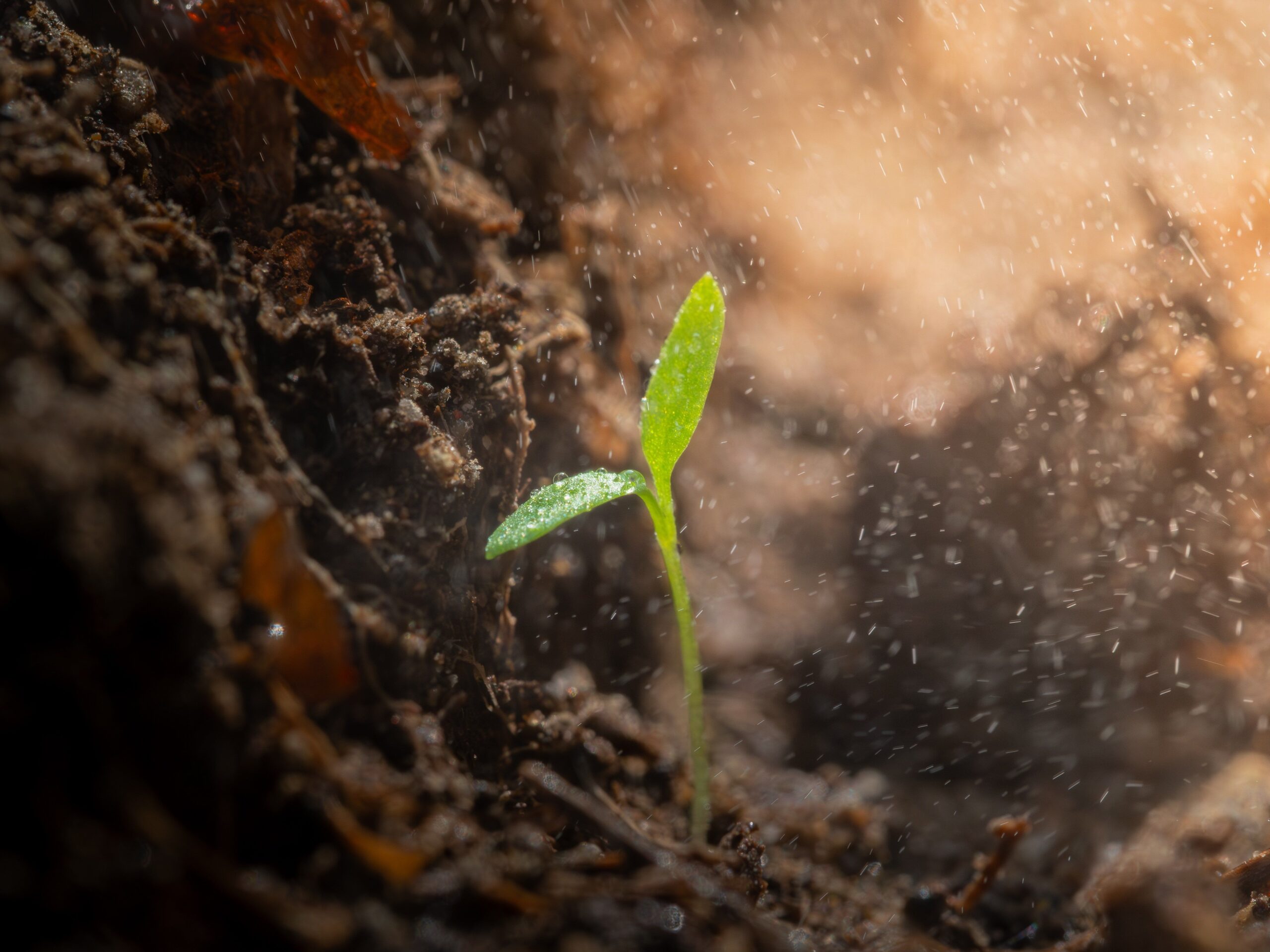 A small green seedling emerging from dark soil as water droplets fall around it.